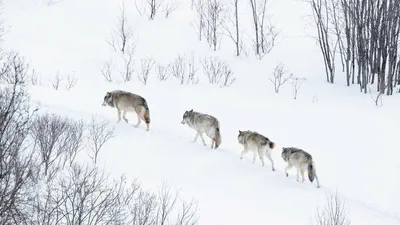 Обои на телефон с волчьими следами