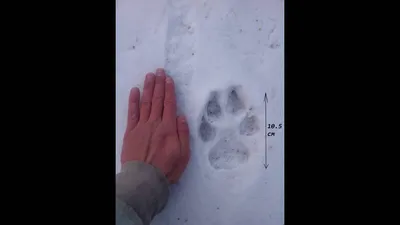 Фотография следов волка на снегу в HD качестве