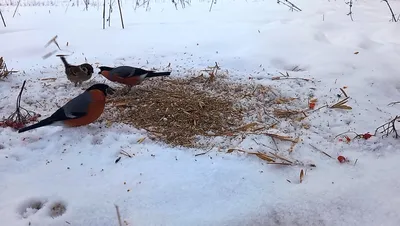 JPG фото с отпечатками воробья