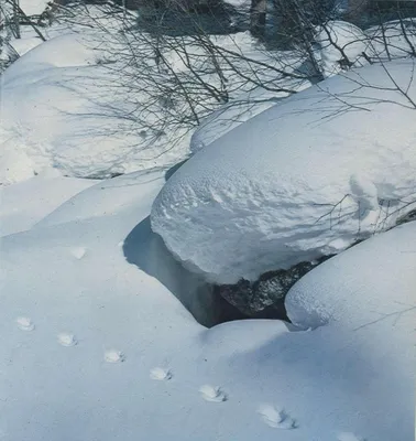 Снегопад и следы воробья: Фотография в 4K для любителей природы.