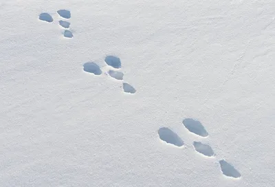 Следы зайца на снегу: Фото в HD качестве, бесплатно скачать