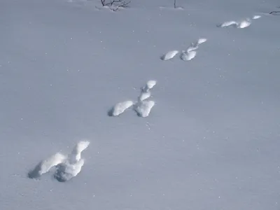 Увлекательные следы зайца на снегу: Новые изображения в Full HD