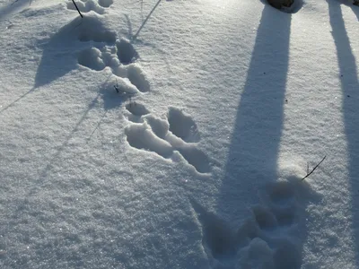 Уникальные кадры: Следы зайца на снегу в формате JPG, скачивайте бесплатно