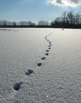 Зимние радости: Бесплатные картинки следов зайца в PNG