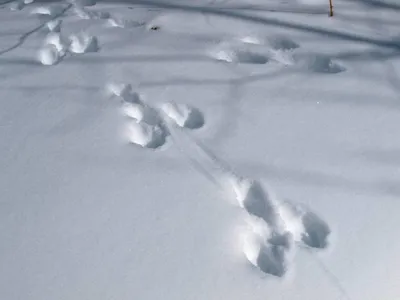 Ледяные следы зайца: Скачайте обои в разрешении WebP бесплатно