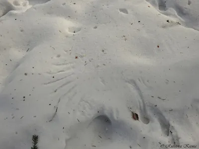 Зимние волшебства: Фотографии следов зайца в 4K разрешении
