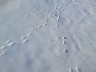 HD изображения с зайчьими следами на снегу: Скачивайте в любом формате