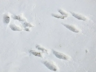 Фотографии следов зайца на снегу: Выберите размер и формат для скачивания
