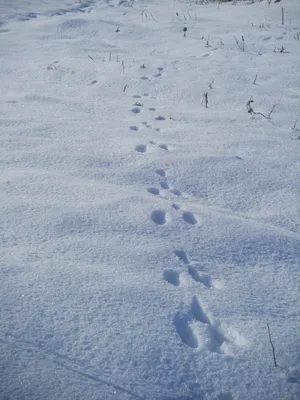 Следы зайца в снегу: Новые изображения для скачивания в хорошем качестве
