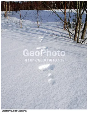 Зимние зарисовки природы: Фотографии с зайчьими следами в 4K