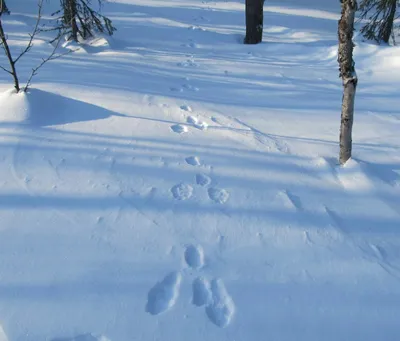 Снежные узоры: зайчьи следы в объективе
