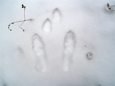 Танцующие по снегу: искусство природы в следах зайца