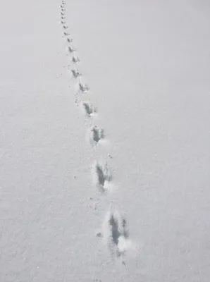 Зимний романс: красота зайчьих следов на свежем снегу