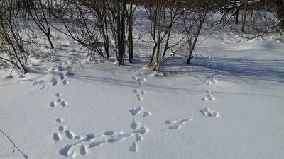 Зимние впечатления: Красивые фото следов зайца в 4K разрешении
