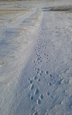Зимний путь зайца: красота снежных следов на фото