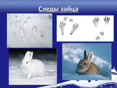 Зимний рисунок: зайчьи следы как элемент природного искусства
