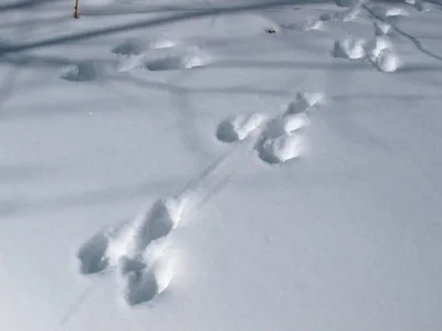 Таинственные следы: загадочные узоры зайца на снегу
