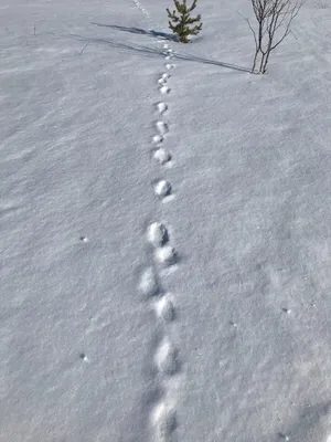 Снежная палитра: краски зимней природы в зайчьих следах