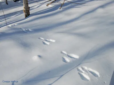 Картинка с зайчьими следами на снегу: 4K разрешение