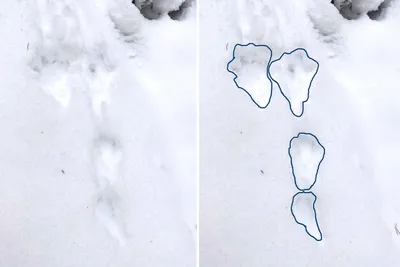 Фоны с зайчьими следами на снегу: Скачайте бесплатно в различных форматах