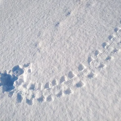 Арт-фото: Следы зайца на снегу в формате webp