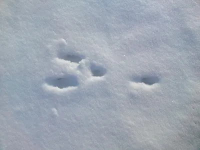 Фоткa природы: Зайчьи следы на снегу 2024 года