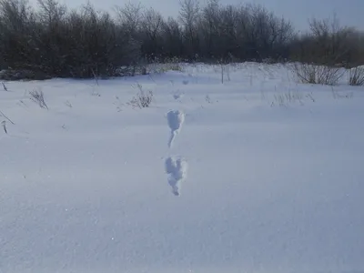 Зимний пейзаж: Фото следов зайца в высоком разрешении