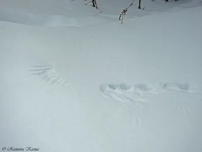 Зайчьи следы на снегу: Фотография в webp формате