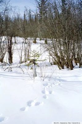 Фото следов зайца на снегу: Скачать бесплатно в 4K