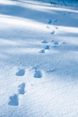 Гифка с зайчьими следами на снегу: Зимний арт