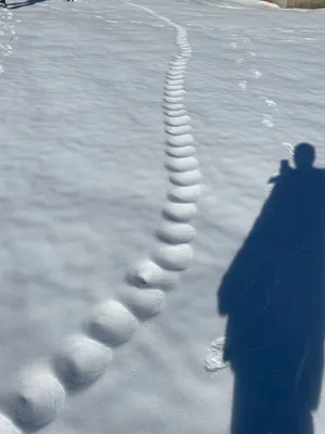 Фото следов зайца на снегу: красивые изображения в хорошем качестве