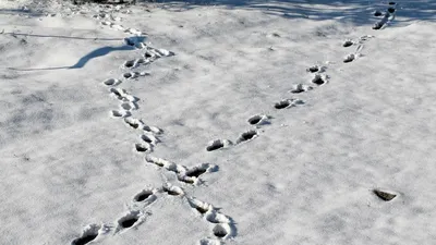 Зимний арт: фотографии снежных следов зайца в Full HD