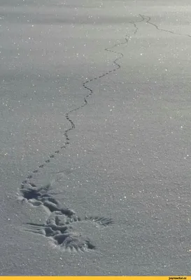 Фотография следов зайца на снегу в 2024 году: скачать бесплатно