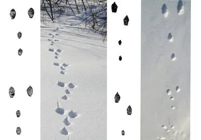 Снежные следы зайца: Новые фото для скачивания в PNG