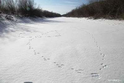 Фотка природы с красивыми следами зайца на снегу