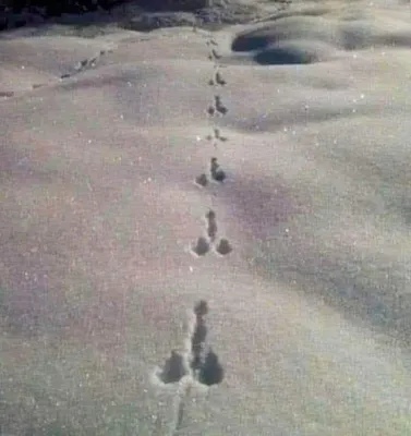 Следы зайца на снегу: 4K фотография в макро