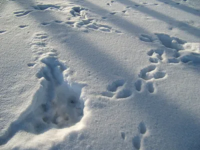 Фото на айфон с уютными следами зайца на снегу