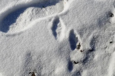 4K обои на тему природы: зайчьи следы в снегу