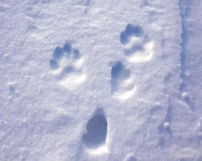 Обои с зайчьими следами на снегу: Фотографии в разрешении WebP