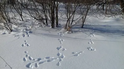 Фото следов животных на снегу