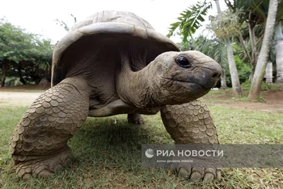 В потрясающем великолепии: фото слонового дерева