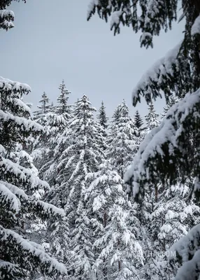 Зимний альбом Словении: Изображения заснеженной природы в JPG