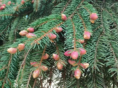 Смерека дерево - величественная красота природы на фото