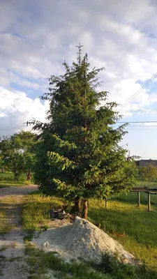 Смерека дерево: великолепие природы запечатленное на фото