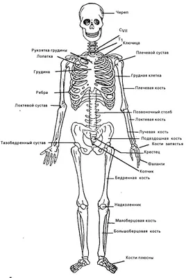 Смертельные точки на теле человека: Изображение в PNG формате для загрузки