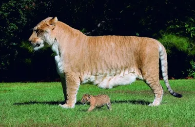 Смесь льва и леопарда: фотография скачать в jpg