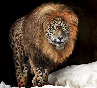 Смесь льва и леопарда фотографии