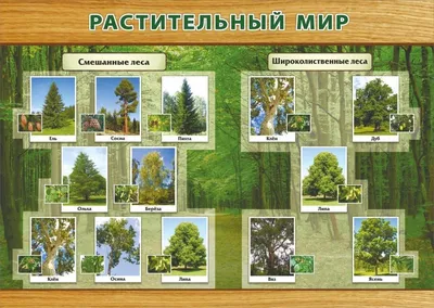 Эффектные фото смешанного леса: JPG, PNG, WebP форматы