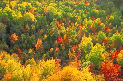 Фотографии смешанного леса в высоком качестве: бесплатно скачать