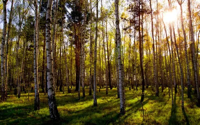 Фото прекрасного смешанного леса